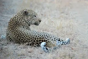 Sabi: Leopard