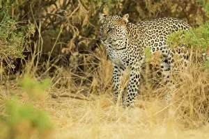 Shrubland: Leopard