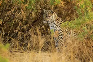 Shrubland: Leopard