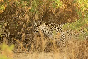 Shrubland: Leopard