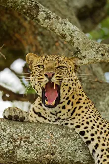 Predate: Leopard