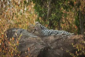 Adolescent: Leopard