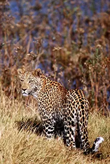 Hayden Oake: LEOPARD
