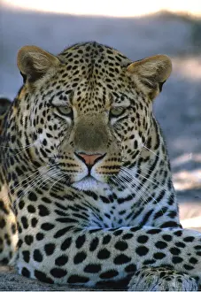Temperature: LEOPARD