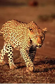Leopards: LEOPARD
