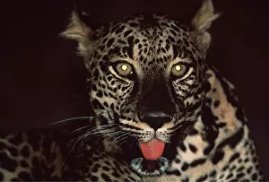 Leopards: LEOPARD