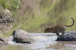 Parc: LEOPARD