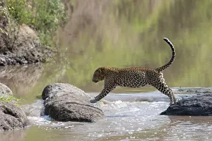 Parc: LEOPARD