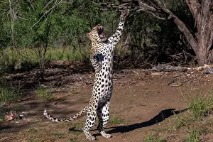 Predation: LEOPARD