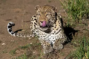 Predation: LEOPARD