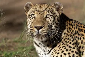 Predation: LEOPARD