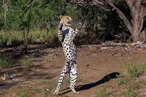 Predation: LEOPARD