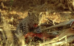 Foetus: LEOPARD - 8 week old cub feeding on impala foetus