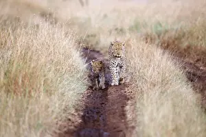 Tracks: LEOPARD - Adult and cub