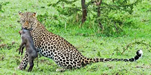 Leopard adult female with freshly killed Warthog