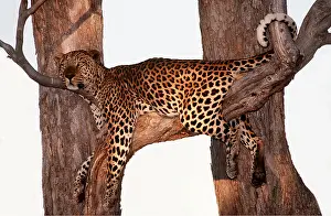 Leopards: LEOPARD - Alert, lying in tree