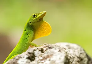 Flashing: Leopard Anole (Anolis marmoratus) displaying it