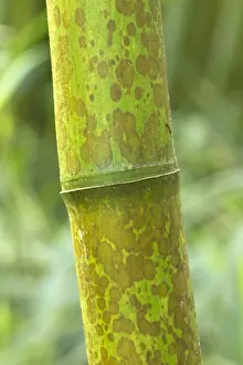 Gramineae: Leopard Bamboo Yunzhu (Phyllostachys glauca) stem