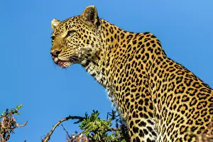 Bloody: Leopard with bloody nose from kill