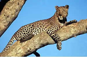 Thoughtful: LEOPARD - in branches