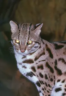 Bengalensis: Leopard Cat