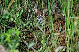 Sabah: Leopard cat