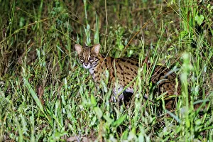Sabah: Leopard cat