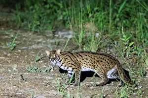 Sabah: Leopard cat