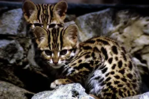 Bengalensis: LEOPARD CAT - WILD SPECIES