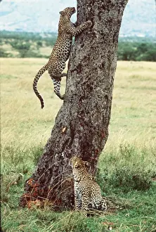 Agility: LEOPARD - climbing up a tree