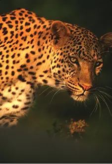 Chris Harvey: LEOPARD - Close up of head