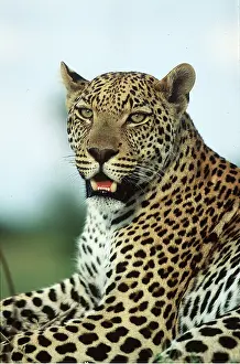 Leopards: LEOPARD - close-up