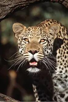 Staring: LEOPARD - close-up of face with mouth open