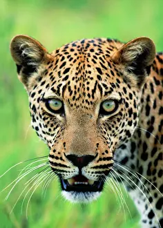 Staring: Leopard - close-up of head