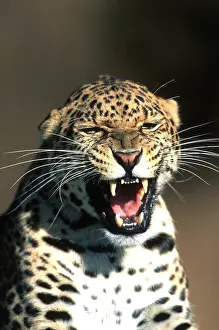 Growling: LEOPARD - close-up of head, growling