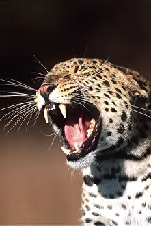 Whiskers: LEOPARD - close-up of head roaring