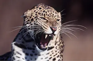 Whiskers: LEOPARD - close-up of head roaring