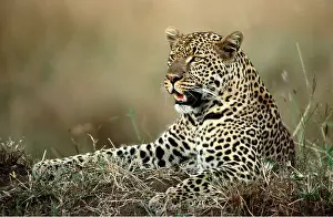 Leopards: LEOPARD - close-up of head and shoulders