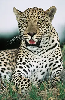 Leopards: LEOPARD - close-up looking at camera