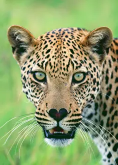 Growling: LEOPARD - close-up mouth open and heart shaped nose