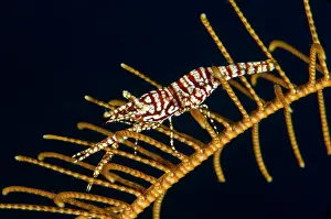 Mimicry: Leopard Crinoid Shrimp - on Crinoid (Comatulida