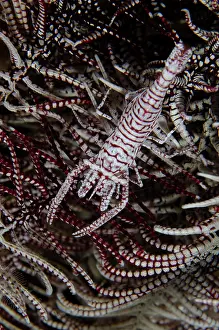 Decapoda: Leopard Crinoid Shrimp - on Crinoid (Comatulida