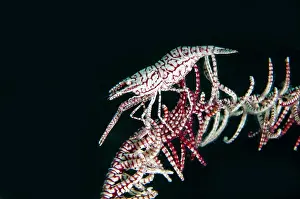 Decapoda: Leopard Crinoid Shrimp - on Crinoid (Comatulida