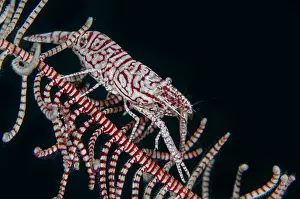 Decapoda: Leopard Crinoid Shrimp - on Crinoid (Comatulida