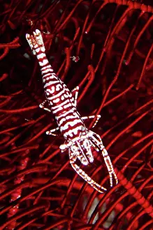 Crustacea: Leopard Crinoid Shrimp - on Crinoid (Comatulida