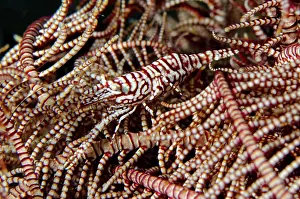 Mimicry: Leopard Crinoid Shrimpn - on Crinoid (Comatulida