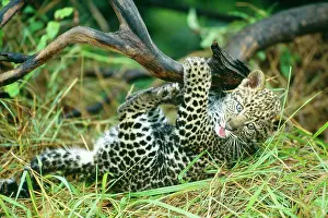 Leopards: Leopard - Cub 2 months old