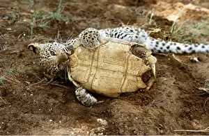 Attacking: Leopard Cub attacking Tortoise