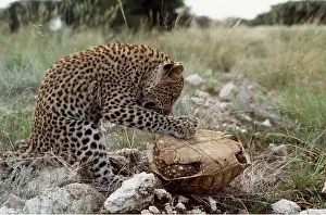 Attacking: Leopard Cub attacking Tortoise