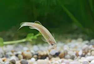 Danio: Leopard Danio Fish - side view by weeds